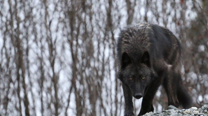 black-wulfie