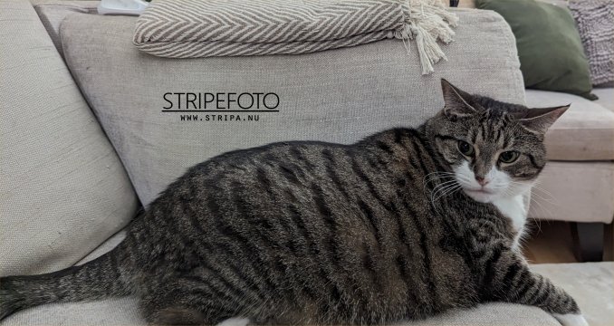 Dette falt ikke heeelt i smak. Foto: FatZilla.